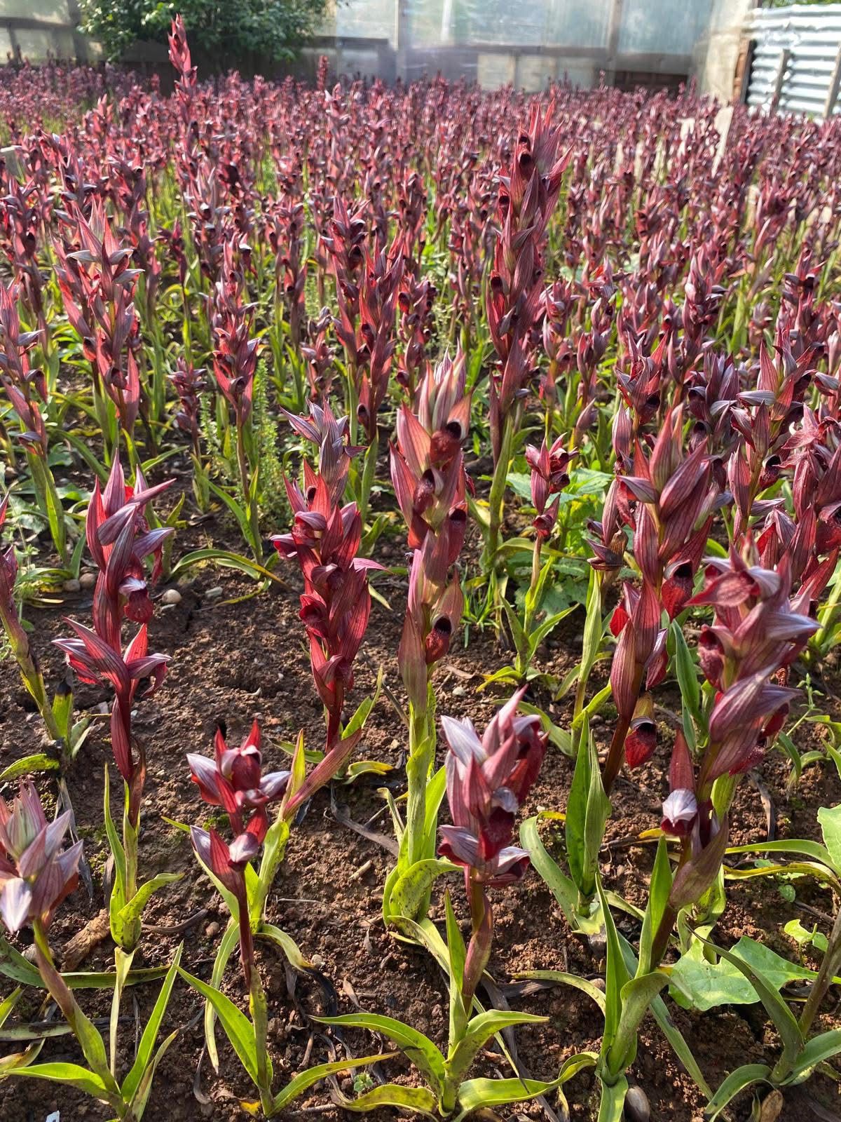 Erva Botanik ile Salep üretimi, Salep yetiştiriciliği